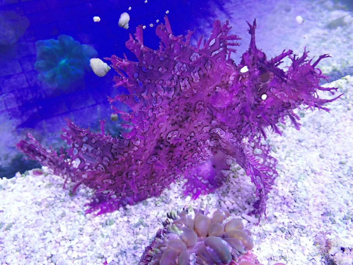 画像1: No.3 スリランカ産 ボロカサゴ　パープル (1)