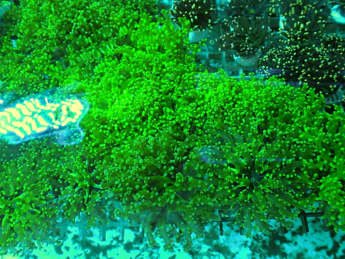 画像3: No.1 タコアシサンゴ　メタリックグリーン　　１ヘッド (3)