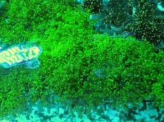 画像3: No.1 タコアシサンゴ　メタリックグリーン　　１ヘッド (3)