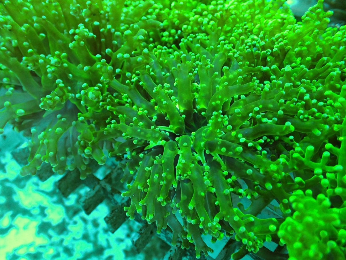 画像1: No.1 タコアシサンゴ　メタリックグリーン　　１ヘッド (1)