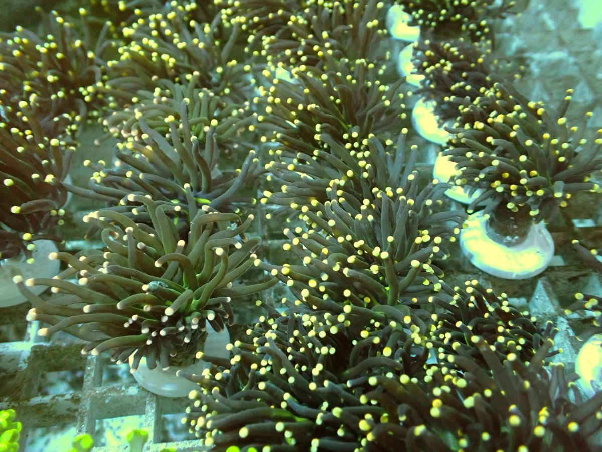 画像1: No.1 ブラックトーチ　イエローチップ＆グリーンコア　２ヘッド付き (1)