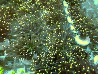 フラワーコーラルを買うならアクアスタイルユー｜大阪からサンゴを全国