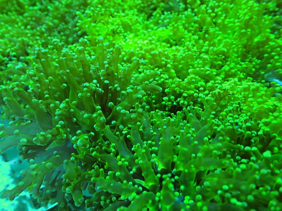 画像2: No.1 タコアシサンゴ　メタリックグリーン　　１ヘッド (2)