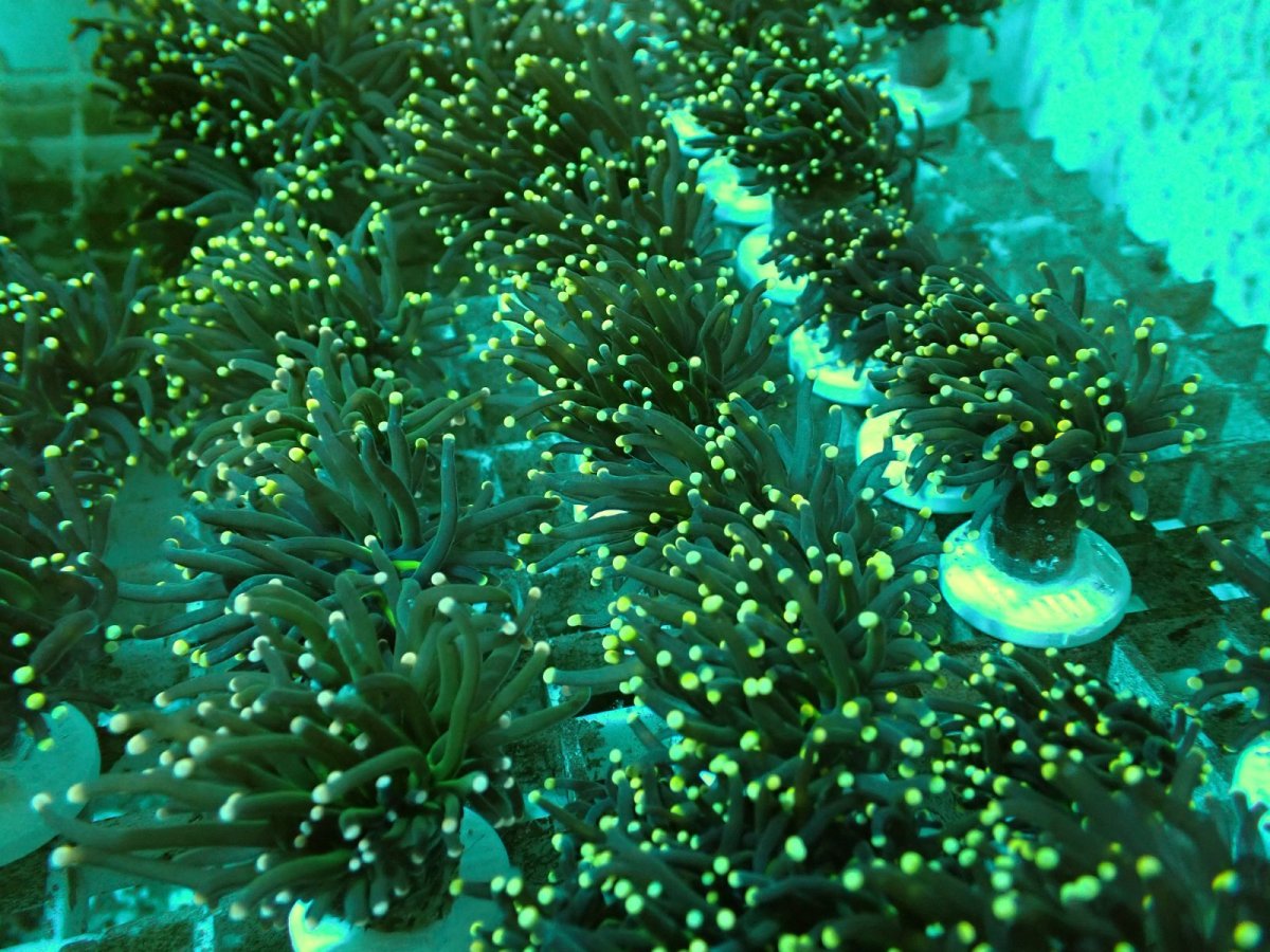 画像3: No.1 ブラックトーチ　イエローチップ＆グリーンコア　２ヘッド付き (3)