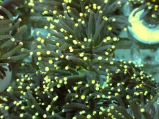 画像2: No.1 ブラックトーチ　イエローチップ＆グリーンコア　２ヘッド付き (2)