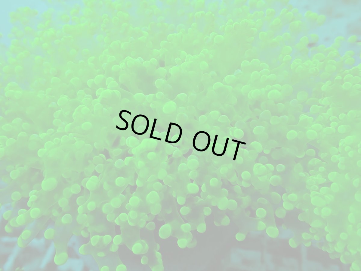 画像4: No.1 タコアシサンゴ　メタリックグリーン　　１ヘッド (4)