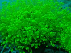 画像4: No.1 タコアシサンゴ　メタリックグリーン　　１ヘッド (4)