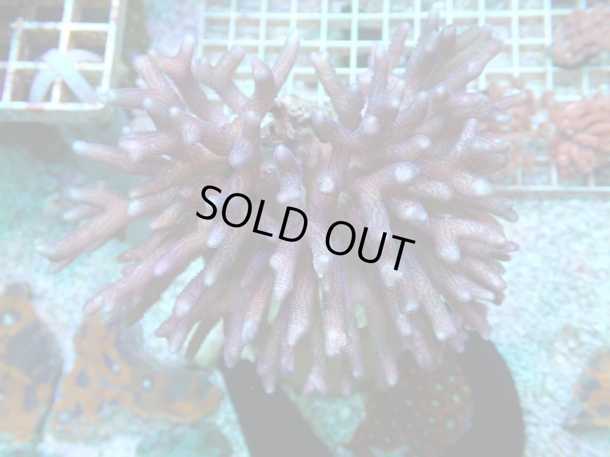 画像1: No.1　フィジー産 トゲサンゴ  (1)