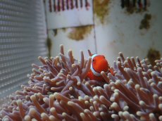 画像5: オーストラリア産　センジュイソギンチャク＆カクレクマノミペア　　【人気No.1】 (5)