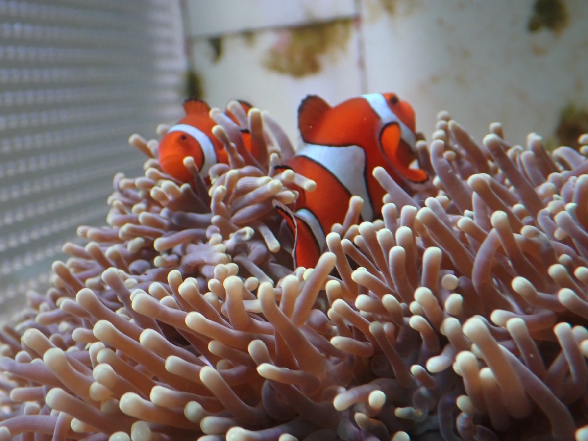 画像3: オーストラリア産　センジュイソギンチャク＆カクレクマノミペア　　【人気No.1】 (3)