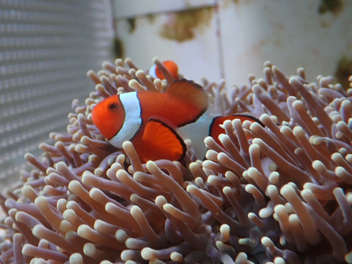 画像4: オーストラリア産　センジュイソギンチャク＆カクレクマノミペア　　【人気No.1】 (4)