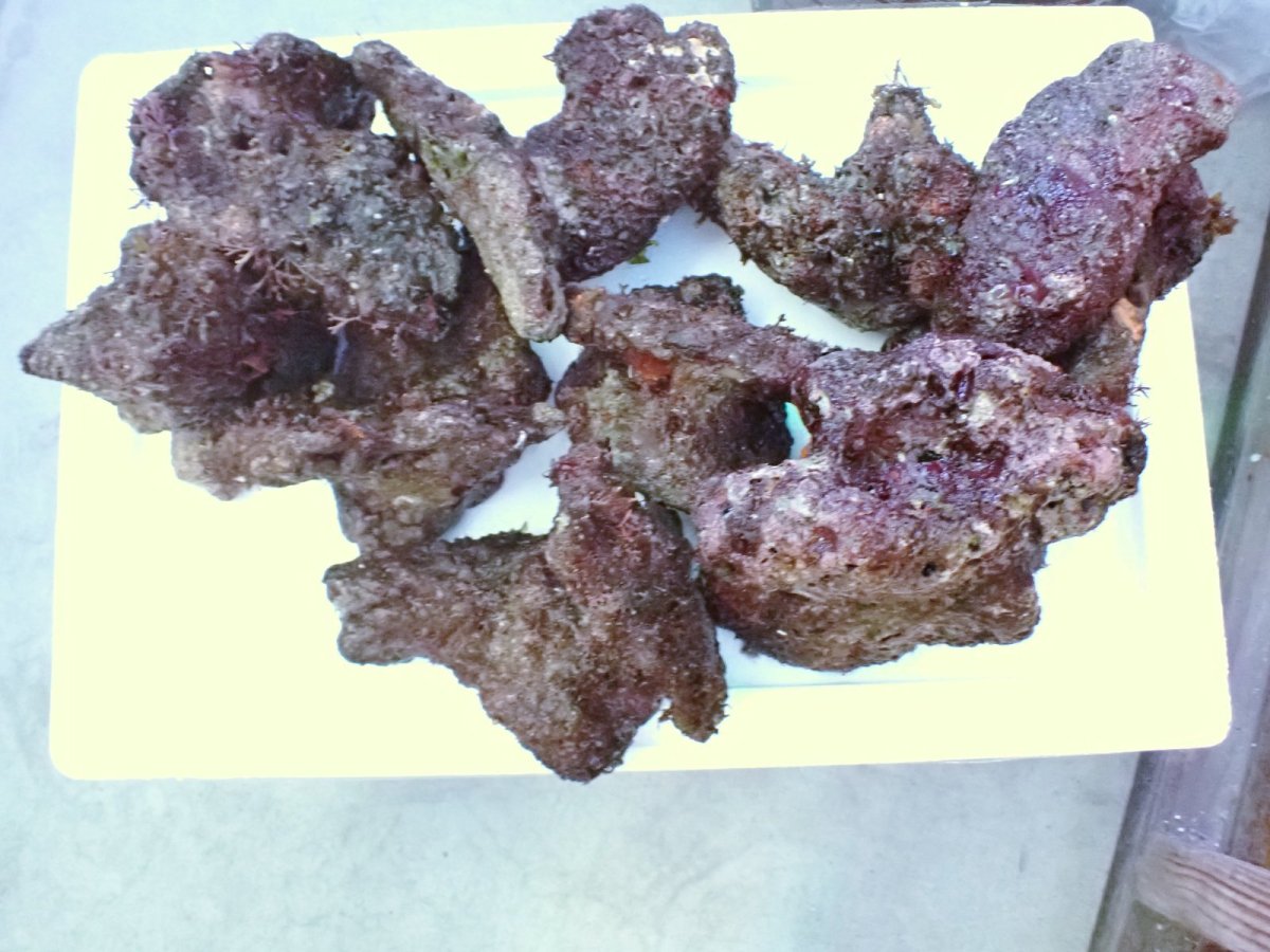 画像4: No.1 ライブロック　約１.5ｋｇ (4)