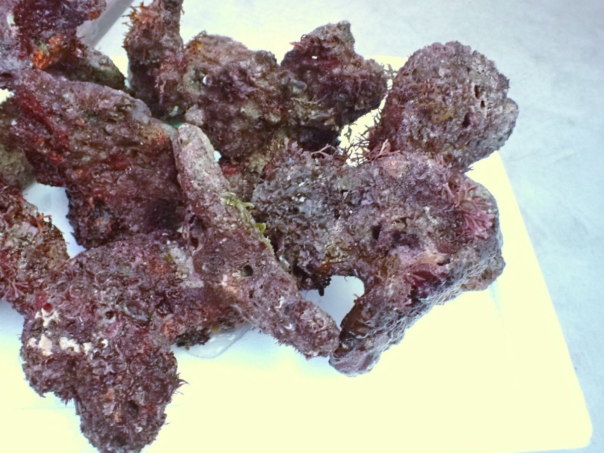 画像3: No.1 ライブロック　約１.5ｋｇ (3)