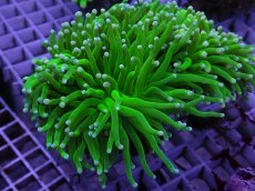 画像3: No.1 フラワーコーラル グリーン (3)