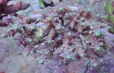 画像3: No.65 オーストラリア産 浅場ミドリイシ　　【入荷個数が少ないです！】 (3)