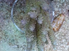 画像3: No.62 オーストラリア産 ウスエダミドリイシ ブルーポリプ　　【珍しい、レアな個体♪】 (3)