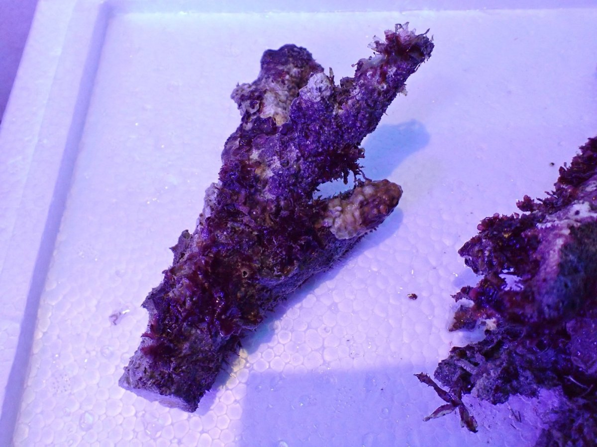 画像3: No.3 個体販売 オーストラリア産 ブランチロック 約1.1ｋｇ (3)