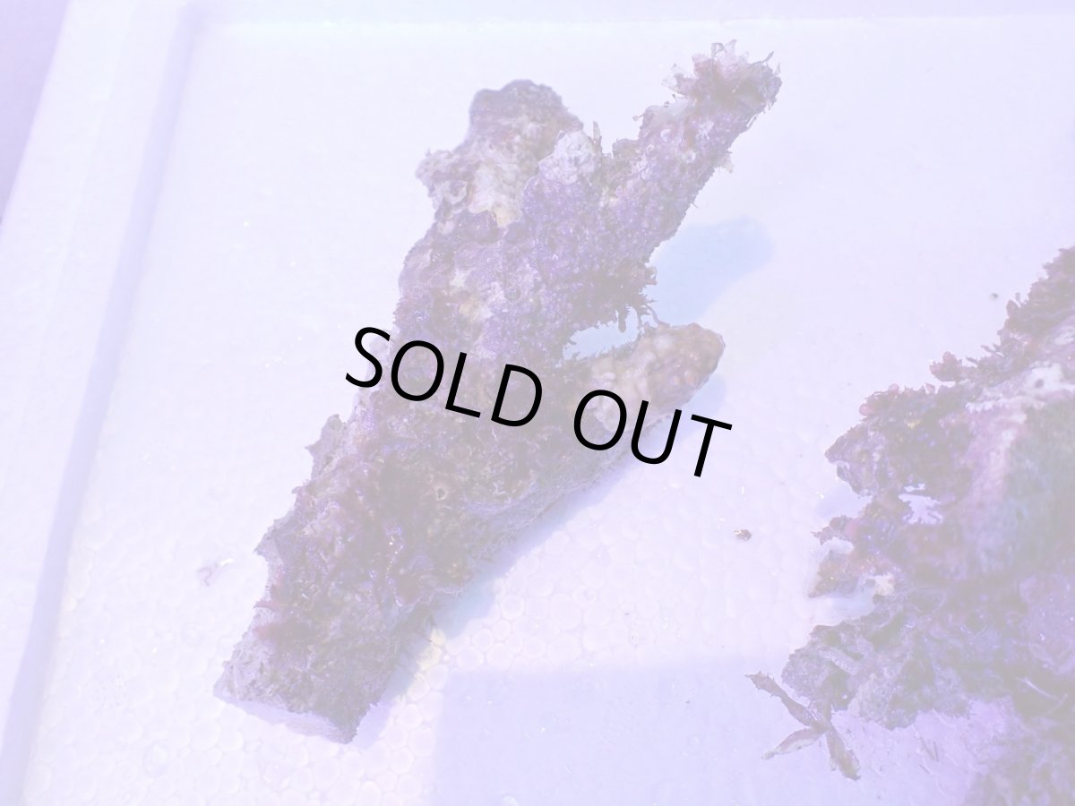 画像3: No.3 個体販売 オーストラリア産 ブランチロック 約1.1ｋｇ (3)