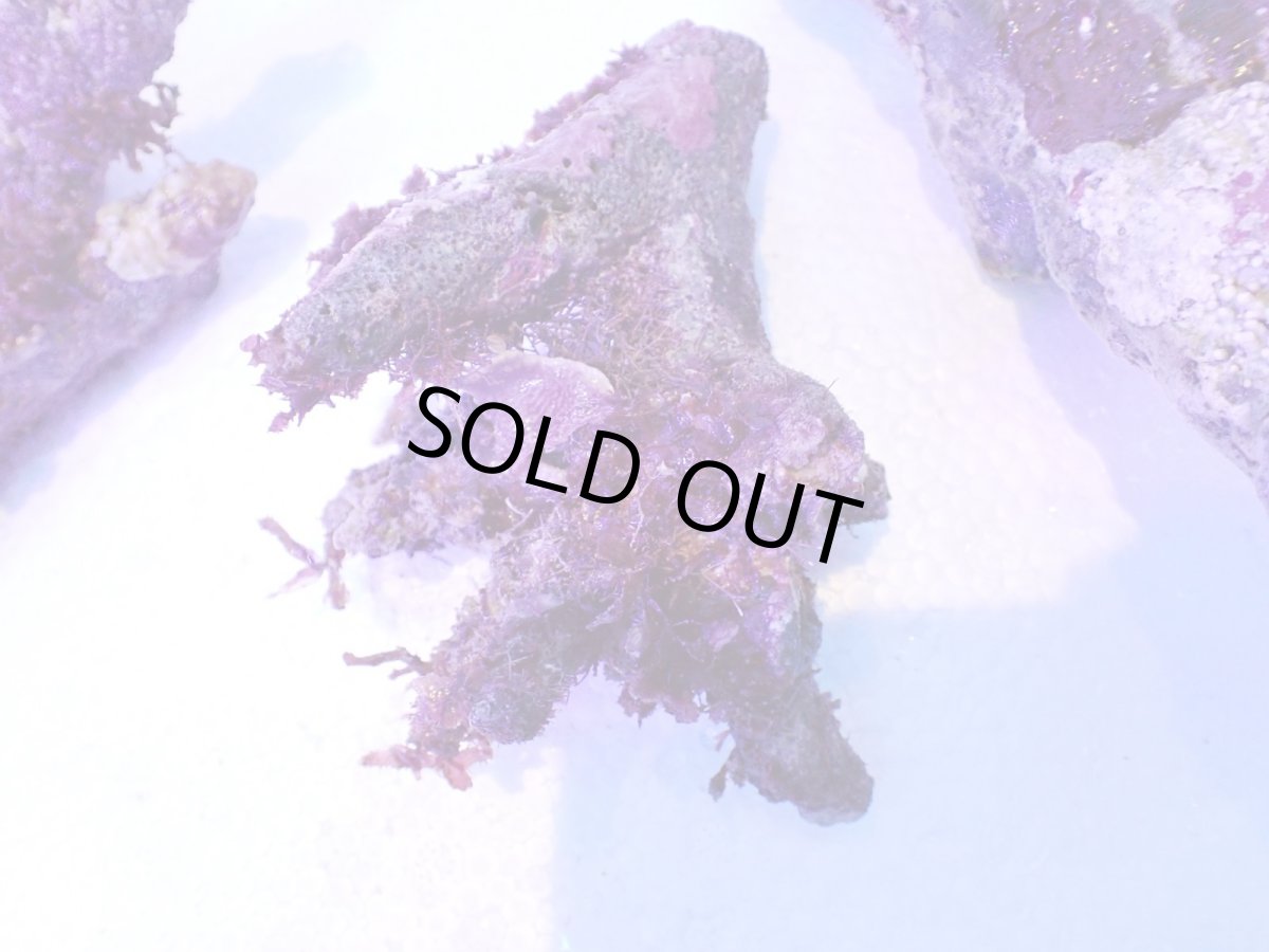 画像4: No.3 個体販売 オーストラリア産 ブランチロック 約1.1ｋｇ (4)