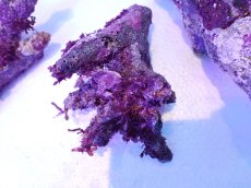 画像4: No.3 個体販売 オーストラリア産 ブランチロック 約1.1ｋｇ (4)