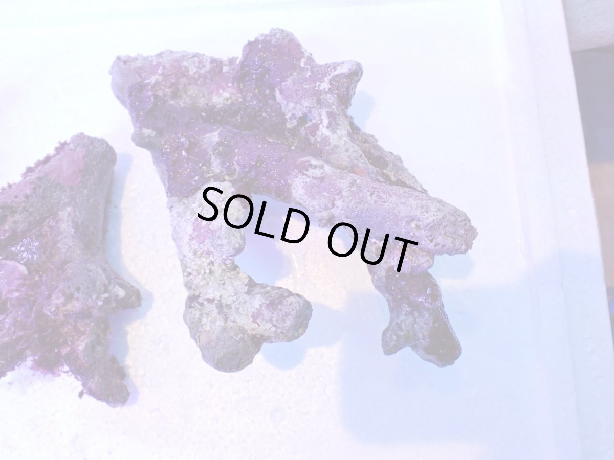 画像5: No.3 個体販売 オーストラリア産 ブランチロック 約1.1ｋｇ (5)