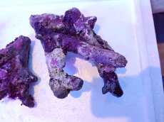 画像5: No.3 個体販売 オーストラリア産 ブランチロック 約1.1ｋｇ (5)