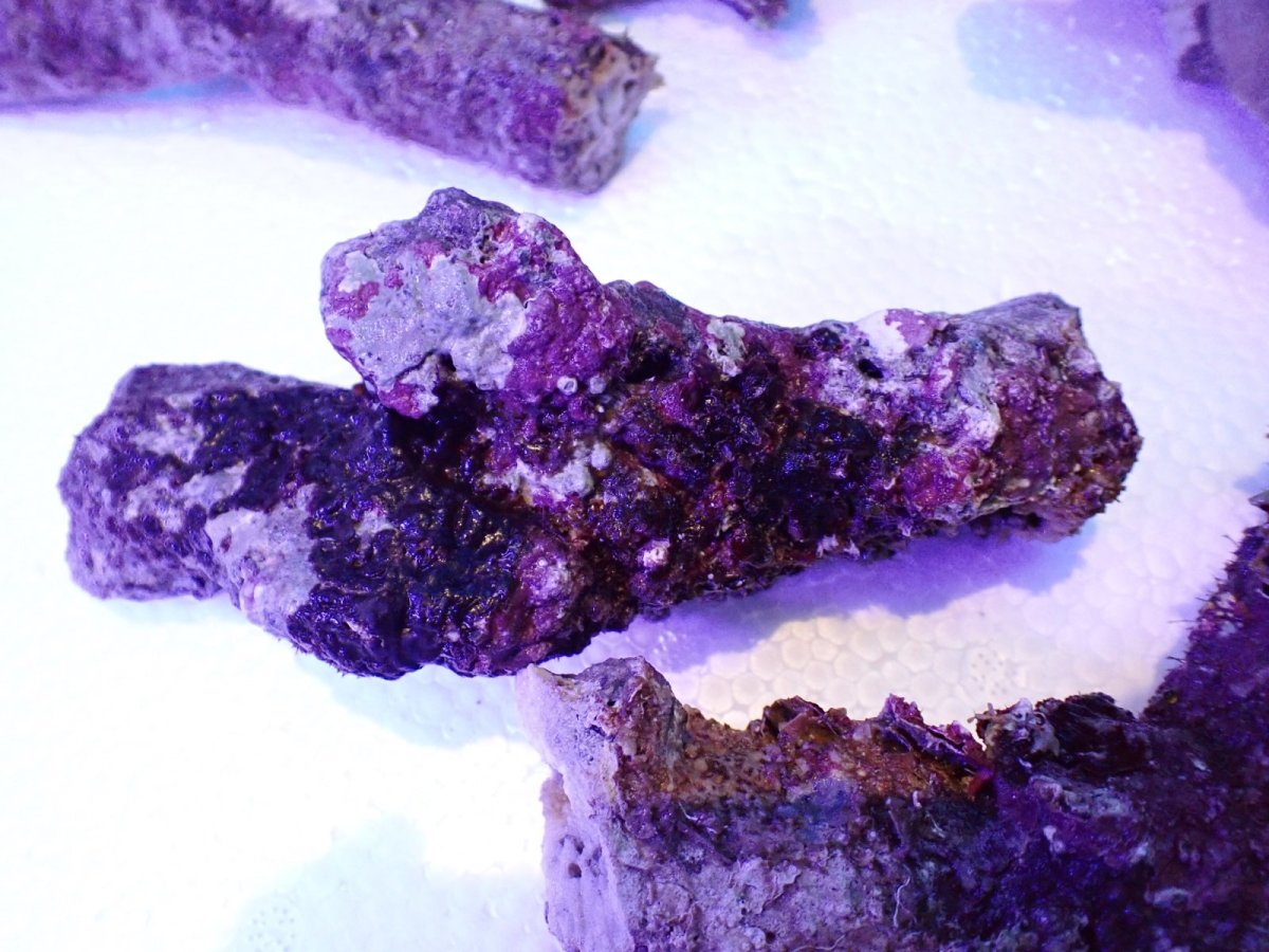 画像4: No.1 個体販売 オーストラリア産 ブランチロック 約2ｋｇ (4)