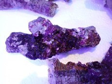 画像4: No.1 個体販売 オーストラリア産 ブランチロック 約2ｋｇ (4)