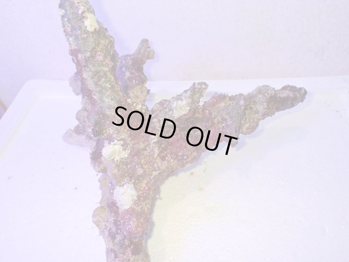 画像4: No.4 個体販売 オーストラリア産 ブランチロック 約2.1ｋｇ (4)