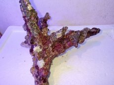 画像4: No.4 個体販売 オーストラリア産 ブランチロック 約2.1ｋｇ (4)