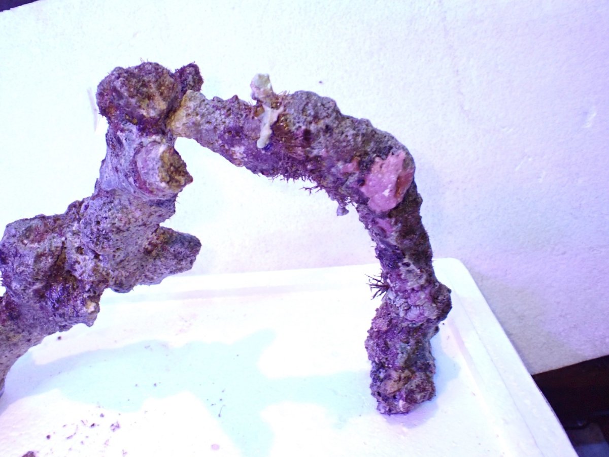 画像9: No.5 個体販売 オーストラリア産 ブランチロック 約1.85ｋｇ (9)