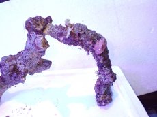 画像9: No.5 個体販売 オーストラリア産 ブランチロック 約1.85ｋｇ (9)