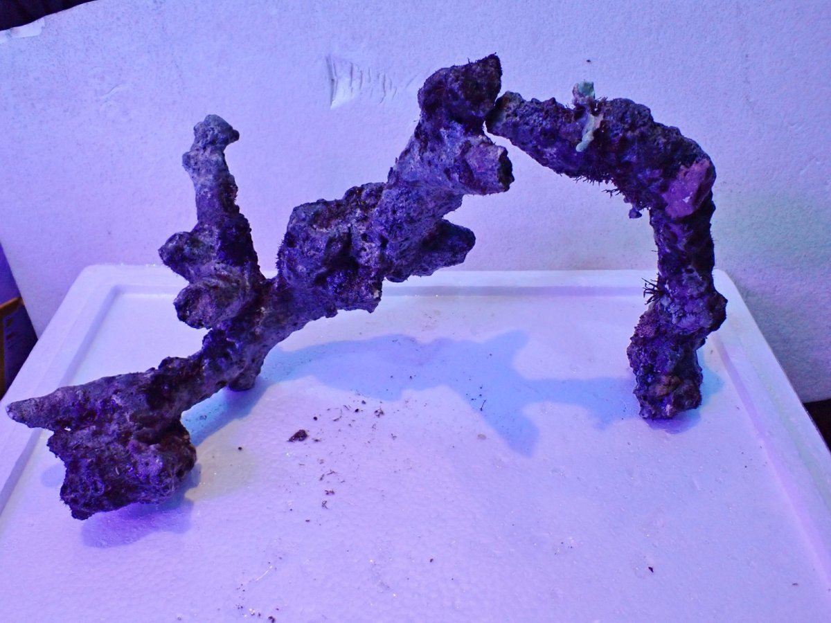 画像4: No.5 個体販売 オーストラリア産 ブランチロック 約1.85ｋｇ (4)