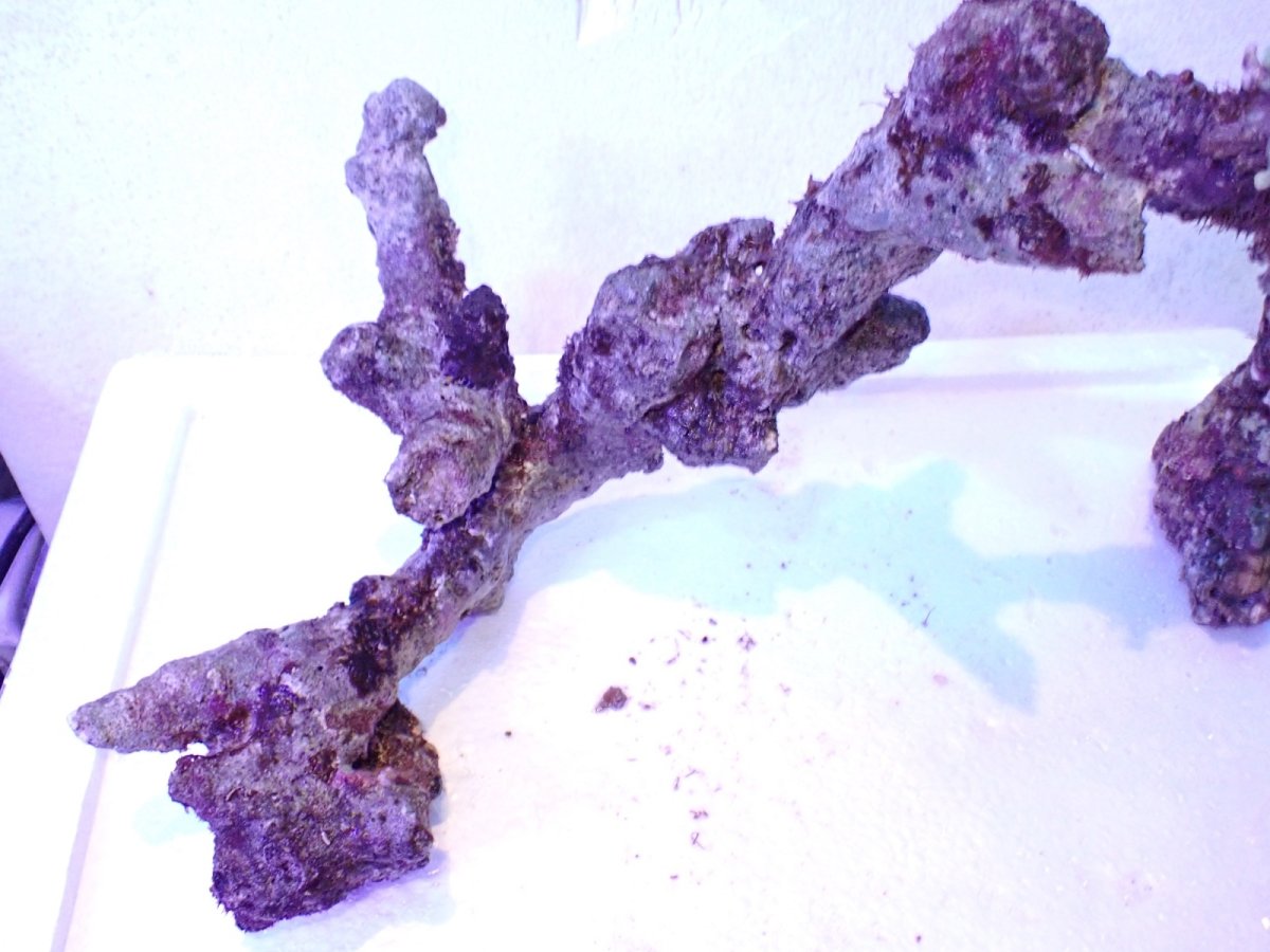 画像8: No.5 個体販売 オーストラリア産 ブランチロック 約1.85ｋｇ (8)