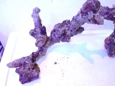 画像8: No.5 個体販売 オーストラリア産 ブランチロック 約1.85ｋｇ (8)