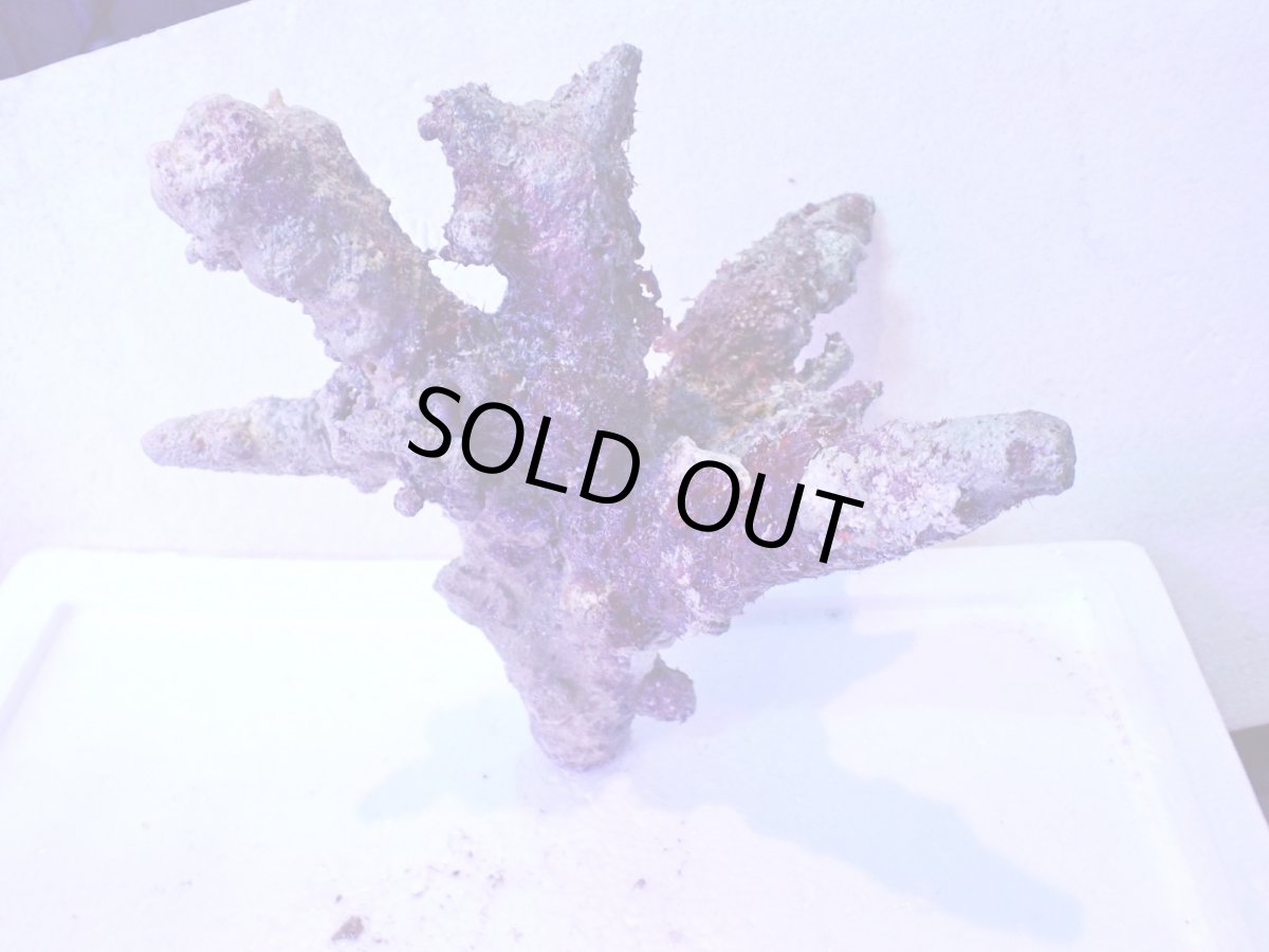 画像9: No.4 個体販売 オーストラリア産 ブランチロック 約2.1ｋｇ (9)