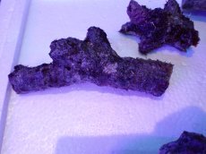 画像5: No.1 個体販売 オーストラリア産 ブランチロック 約2ｋｇ (5)