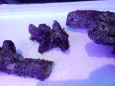 画像6: No.1 個体販売 オーストラリア産 ブランチロック 約2ｋｇ (6)