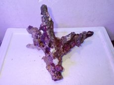 画像3: No.4 個体販売 オーストラリア産 ブランチロック 約2.1ｋｇ (3)