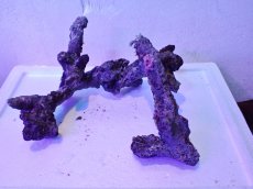 画像3: No.5 個体販売 オーストラリア産 ブランチロック 約1.85ｋｇ (3)