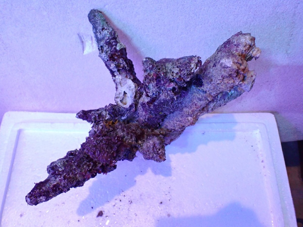 画像7: No.4 個体販売 オーストラリア産 ブランチロック 約2.1ｋｇ (7)