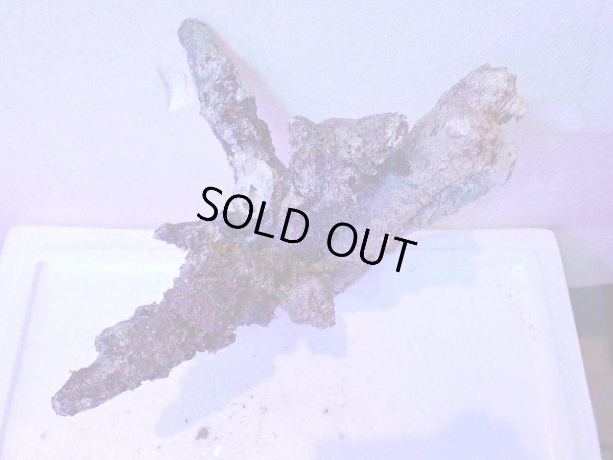 画像7: No.4 個体販売 オーストラリア産 ブランチロック 約2.1ｋｇ (7)