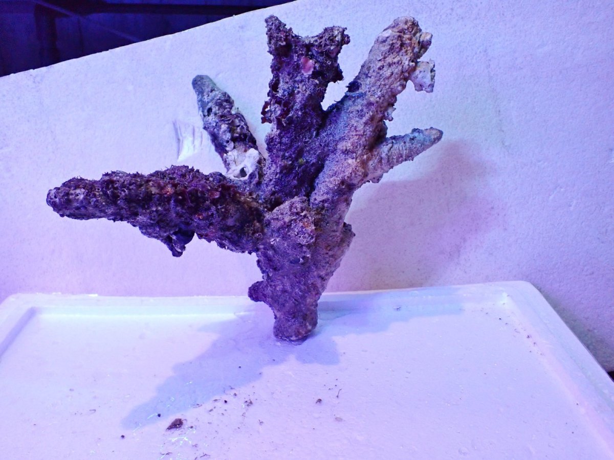 画像8: No.4 個体販売 オーストラリア産 ブランチロック 約2.1ｋｇ (8)