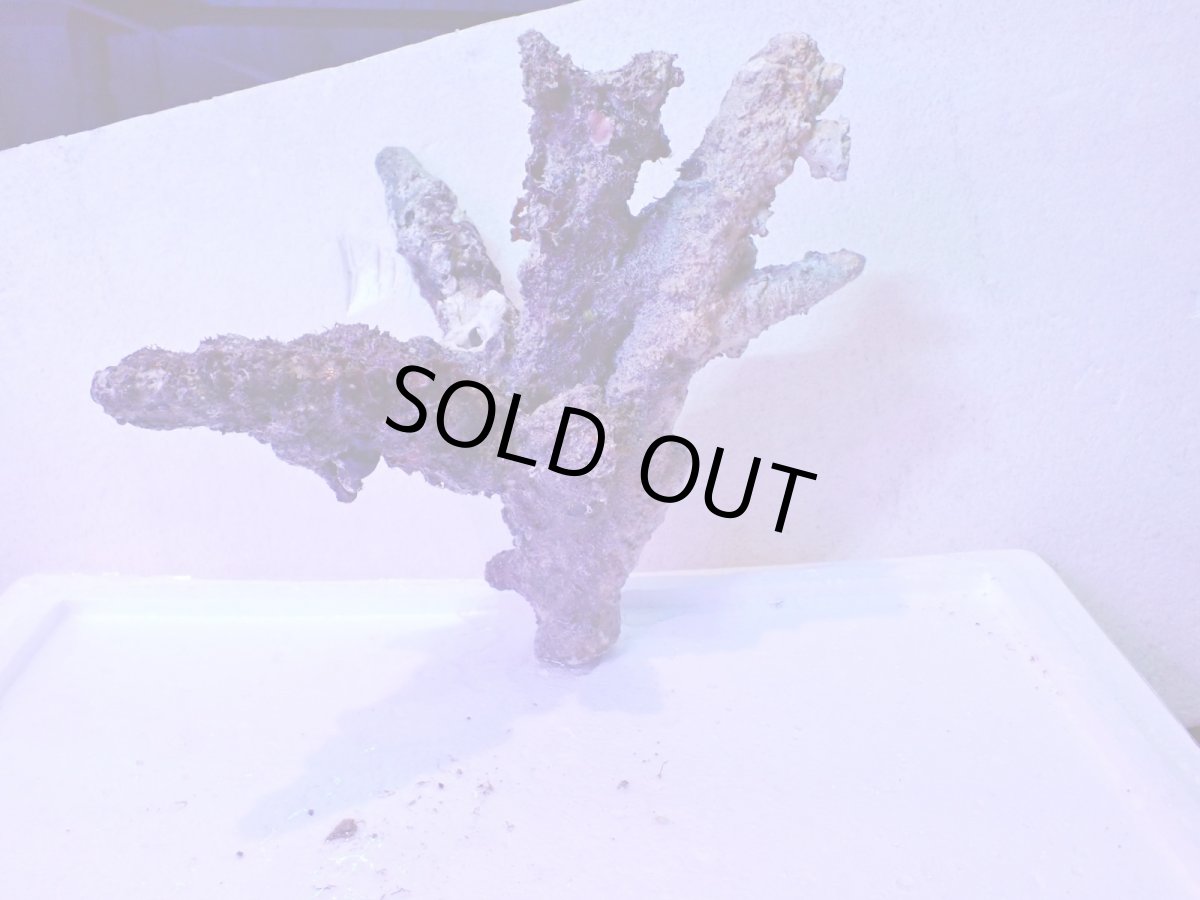 画像8: No.4 個体販売 オーストラリア産 ブランチロック 約2.1ｋｇ (8)