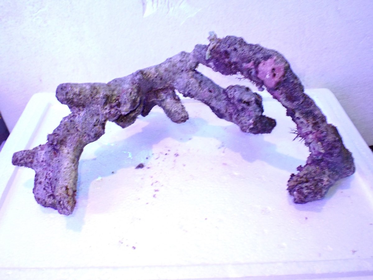 画像10: No.5 個体販売 オーストラリア産 ブランチロック 約1.85ｋｇ (10)