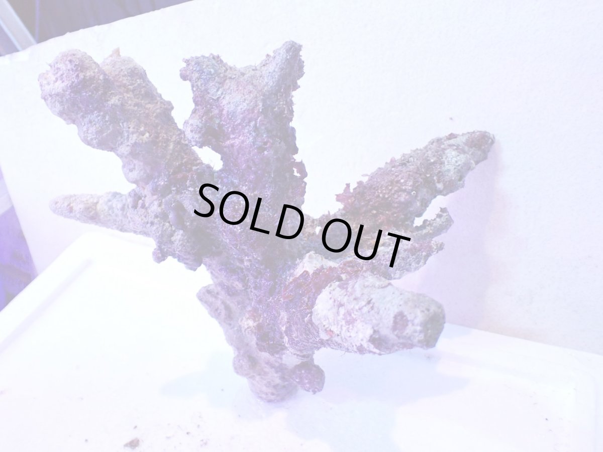 画像10: No.4 個体販売 オーストラリア産 ブランチロック 約2.1ｋｇ (10)