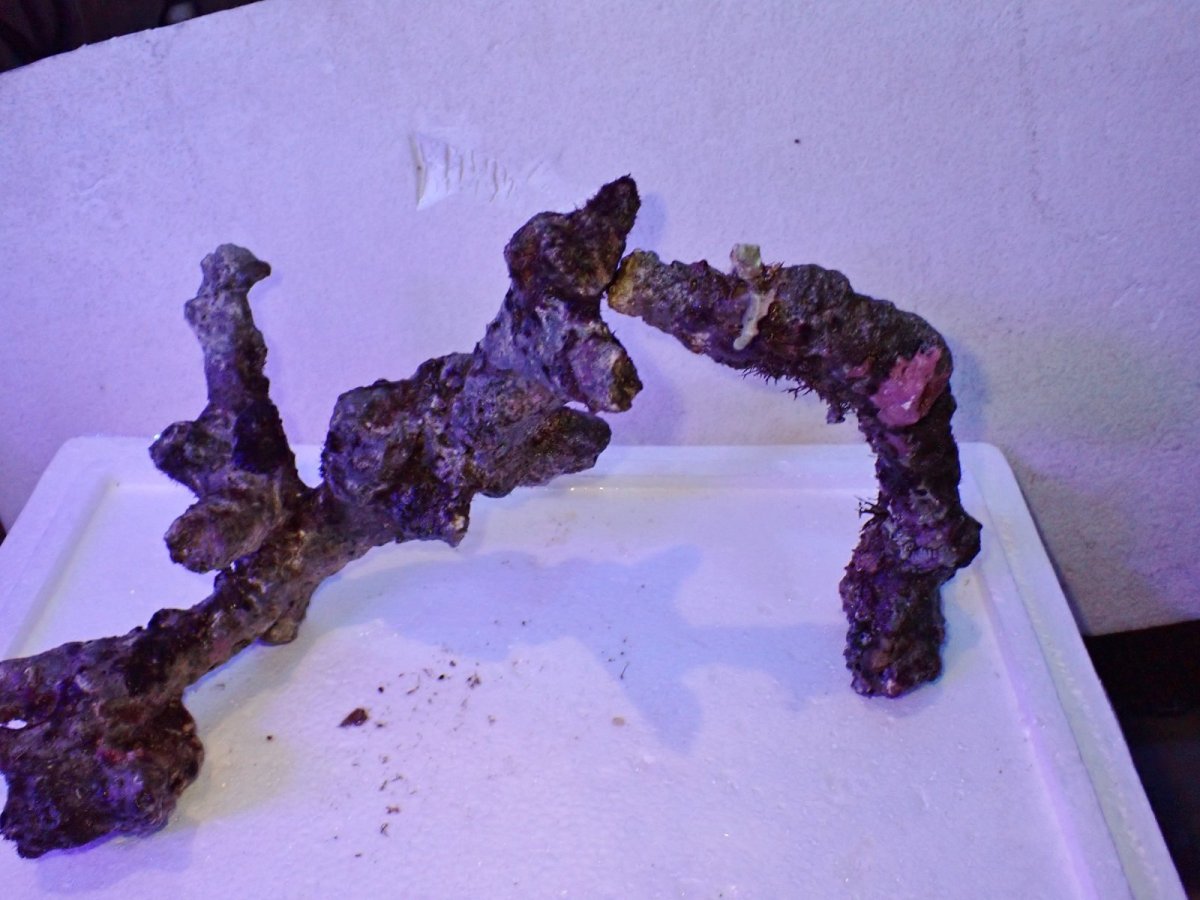 画像6: No.5 個体販売 オーストラリア産 ブランチロック 約1.85ｋｇ (6)