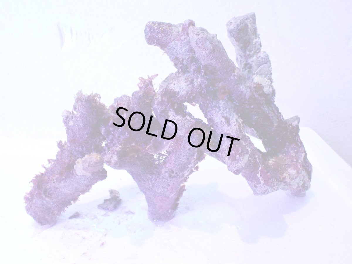 画像6: No.3 個体販売 オーストラリア産 ブランチロック 約1.1ｋｇ (6)