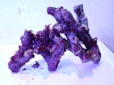 画像6: No.3 個体販売 オーストラリア産 ブランチロック 約1.1ｋｇ (6)