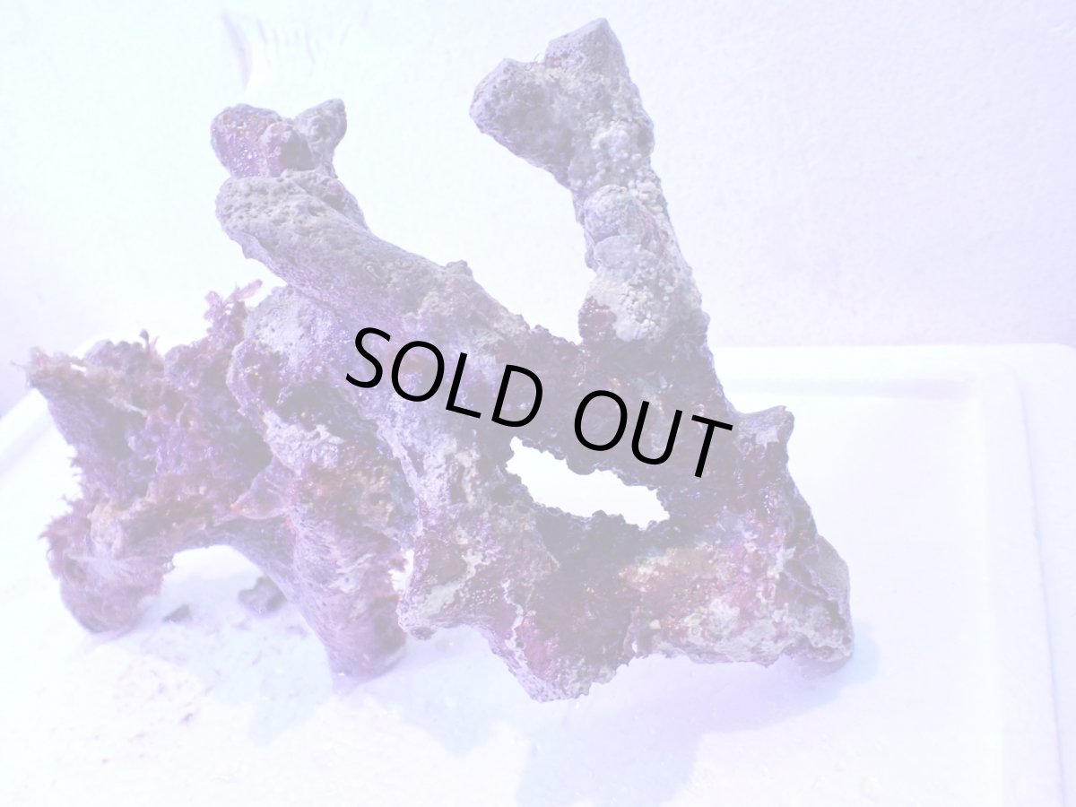 画像7: No.3 個体販売 オーストラリア産 ブランチロック 約1.1ｋｇ (7)